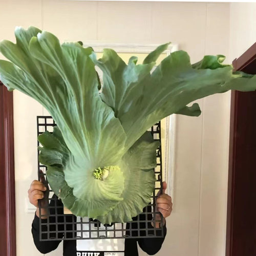 一物一拍女王鹿角蕨室内阳台