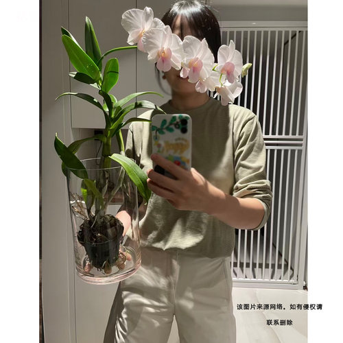 萨姆秋石斛泰国进口大花带香味