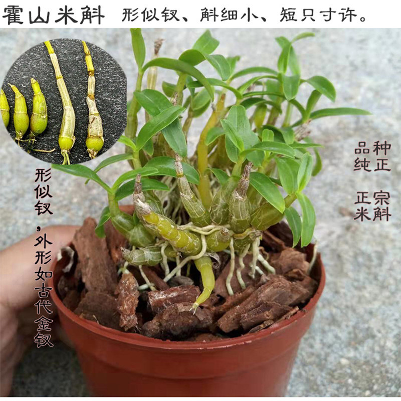 包邮正宗霍山米斛盆栽霍山米斛苗盆栽4年仿野生含盆粗壮可食用