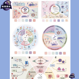 科研绘图综述图模版，六份精美PPT模板合集！ 完全可编辑