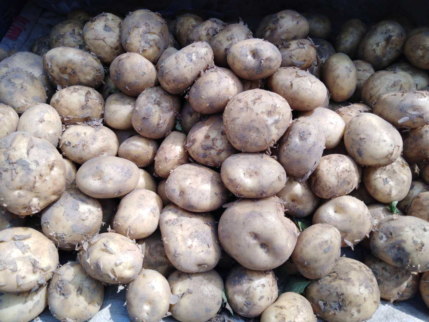 四川本地农家自种新鲜精选当季大土豆马铃薯洋芋现挖现发5斤包邮