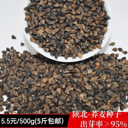 红花荞麦原粮带壳甜荞苦荞麦 黑苦荞 麻苦荞 酿酒鸽粮荞麦种子5斤
