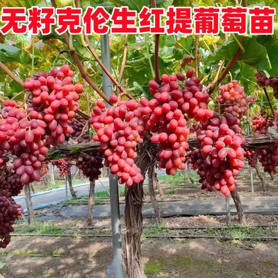 嫁接克伦生无籽红提葡萄树苗晚熟爬藤葡萄苗南方北方种植盆栽地栽