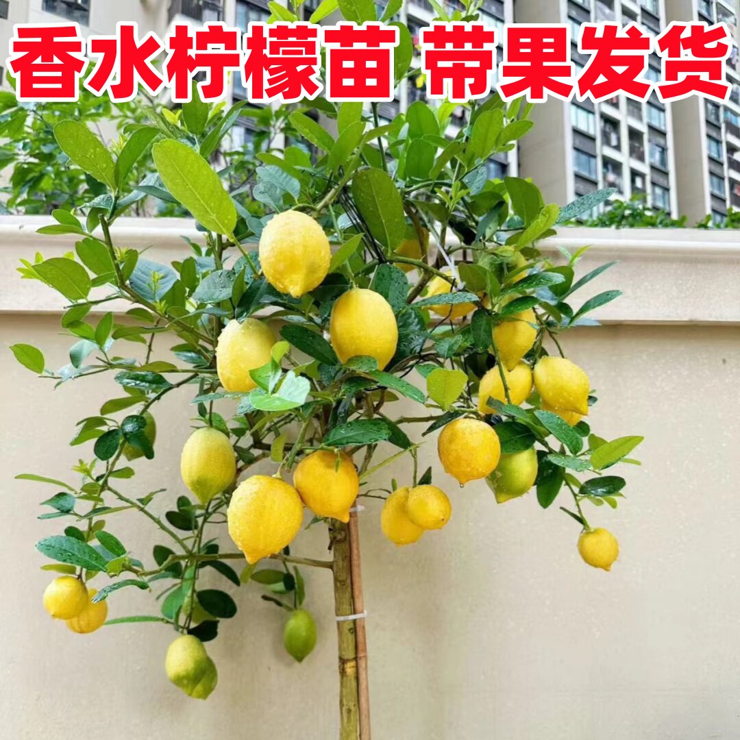 广东四季香水柠檬树苗盆栽带果室内外无籽柠檬苗可食用柠檬树果苗