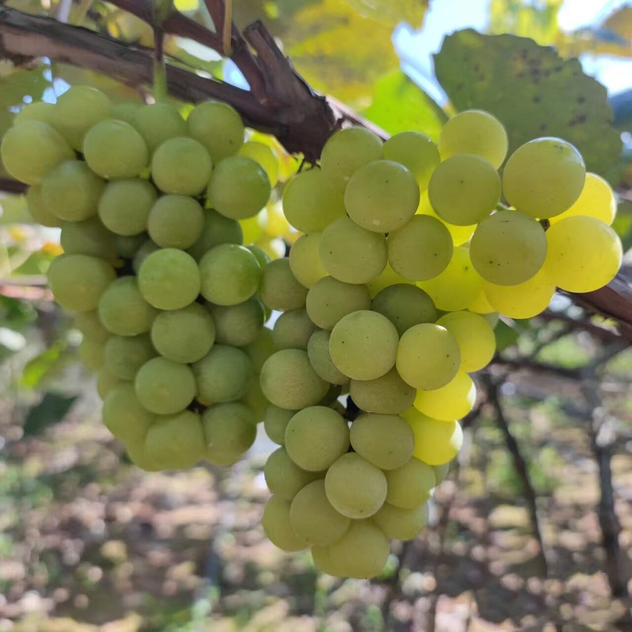 水晶葡萄苗南北方爬藤种植盆栽果树苖无籽耐寒贵州老品种当年结果