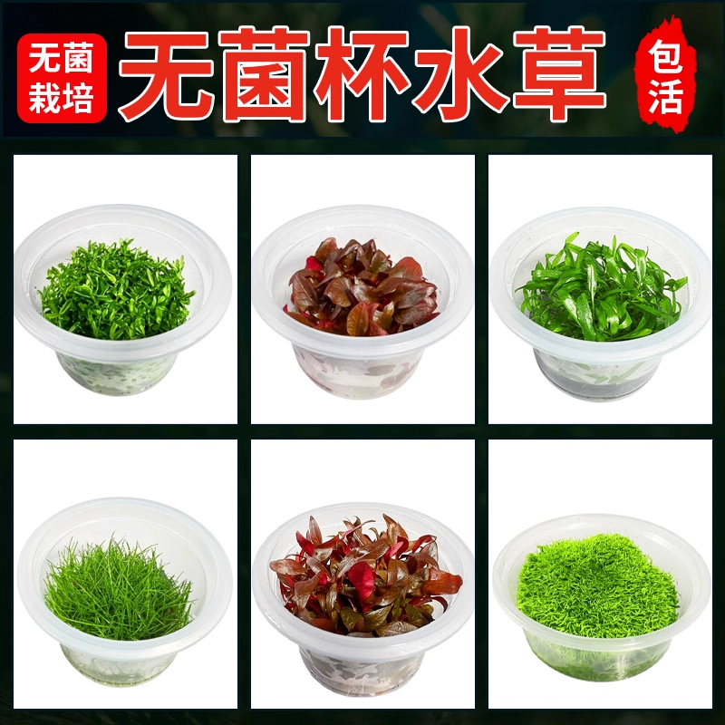 无菌杯水草植物鱼缸造景前景水草
