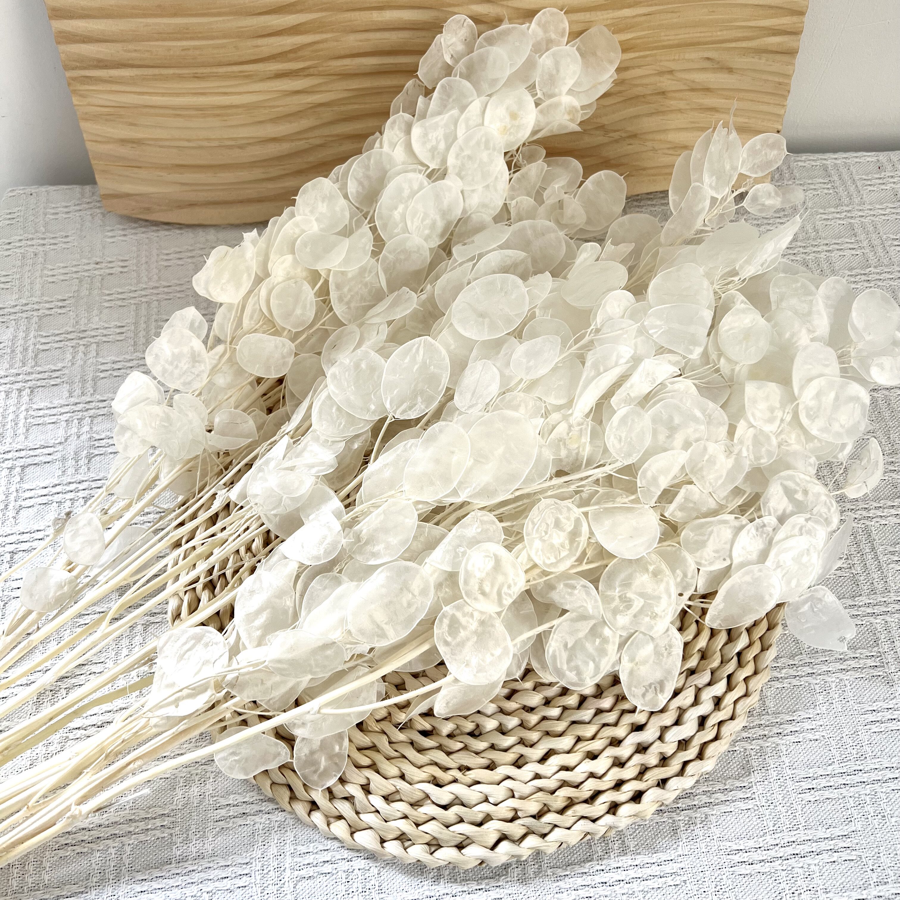 进口银扇叶永生花干花花束diy材料高端天然真花橱窗拍摄摆件装饰