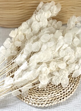 进口银扇叶永生花干花花束diy
