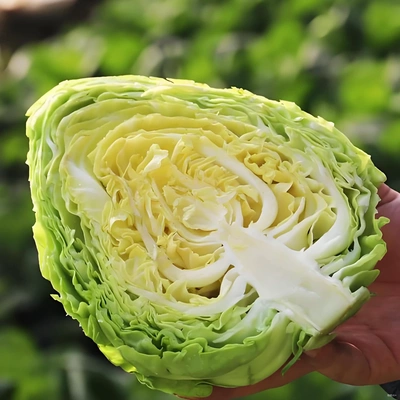 新鲜现摘现发贵州高山牛心包甘蓝菜。