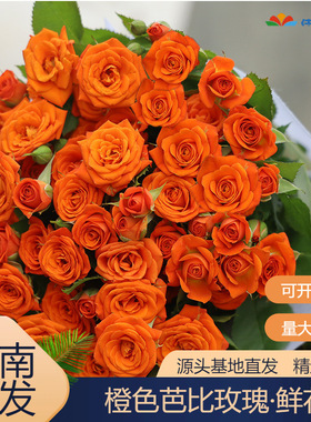 橙色芭比多头玫瑰云南鲜花直批蔷薇泡泡家庭花束团购货源供应花店