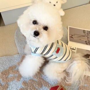 夏季 泰迪比熊博美猫咪小狗狗背心休闲芭比风 宠物衣服弹力吊带薄款