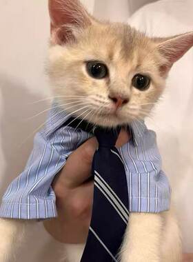 高智感男友宠物猫衣服春夏薄款比熊卡西高地衬衫泰迪小狗夏装公狗