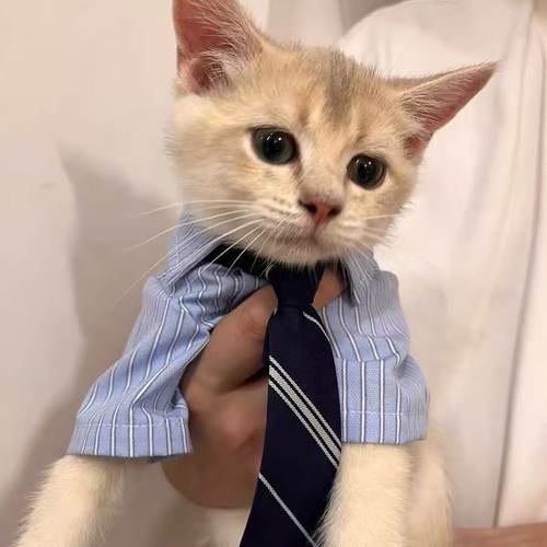 高智感男友宠物猫衣服春夏薄款比熊卡西高地衬衫泰迪小狗夏装公狗