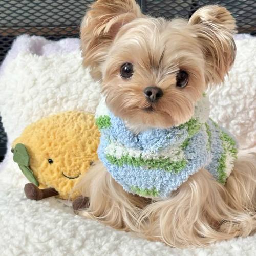 猫咪狗狗毛衣背心冬季新款泰迪约克夏小型犬宠物服装保暖