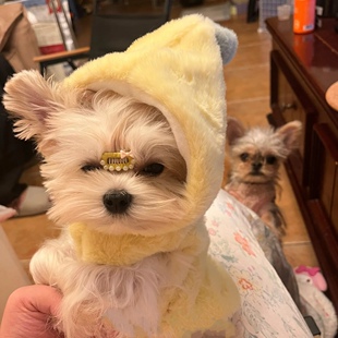 秋冬宠物搞怪香蕉变身装毛绒绒保暖外套恶搞狗狗衣服可爱连帽服装