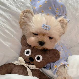 宠物博美家居服衣服帽子套装 狗狗星星睡衣套装 韩国春秋款 INS新款