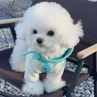 宠物狗狗衣服连帽卫衣秋冬撞色保暖猫咪比熊中小型犬2024新款