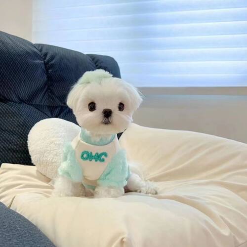 宠物衣服原创猫咪狗狗秋冬卫衣马尔济斯小型犬毛衣可爱西施约克夏