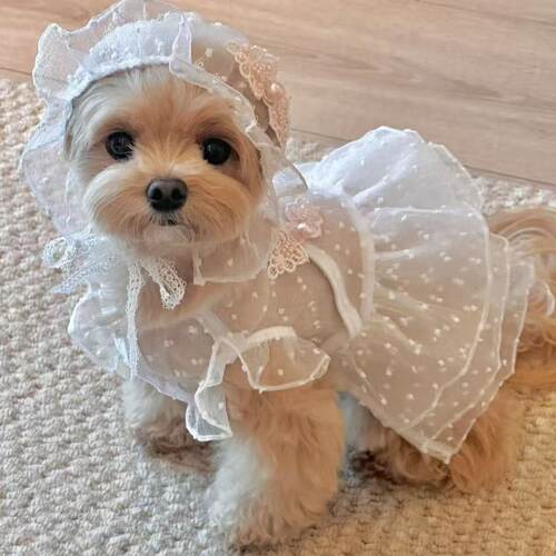 宠物春夏蕾丝公主裙宠物衣服狗狗猫猫通用泰迪比熊