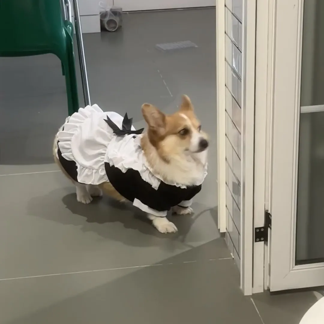 宠物中大型狗狗裙子变身装女仆衣服围裙头饰金毛萨摩巨贵可爱装扮
