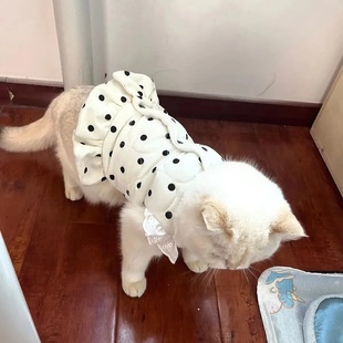 ins公主风波点爱心纹加绒百搭保暖马甲猫咪比熊泰迪马尔济斯秋冬