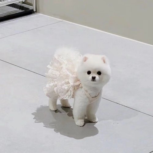 狗狗衣服礼服夏季薄款猫咪公主婚纱蕾丝蓬蓬裙小型犬泰迪宠物裙子