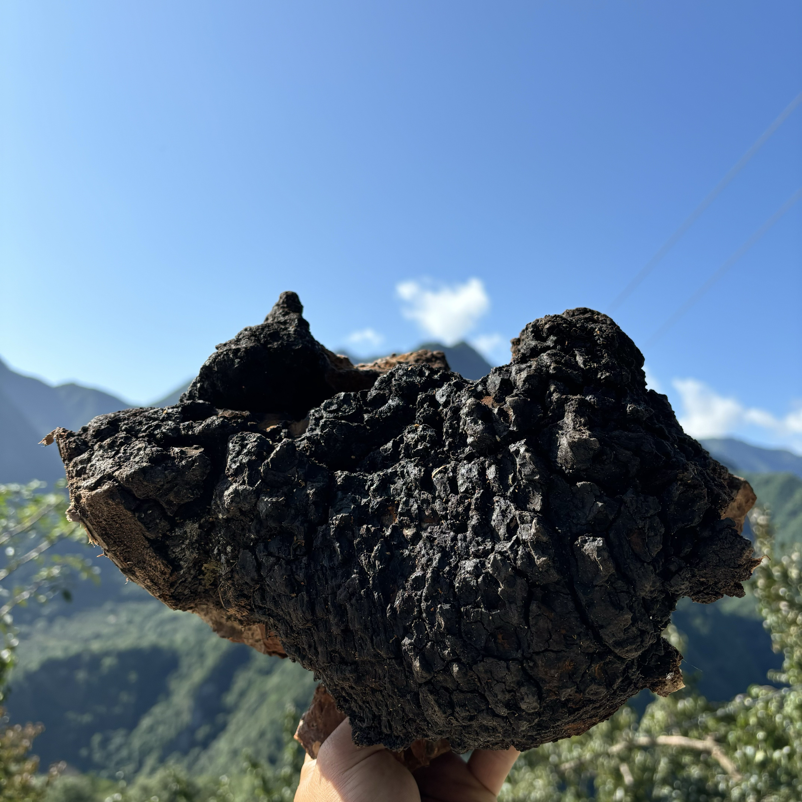 太白山野生桦黄，来自大自然的馈赠，自采自销500g装