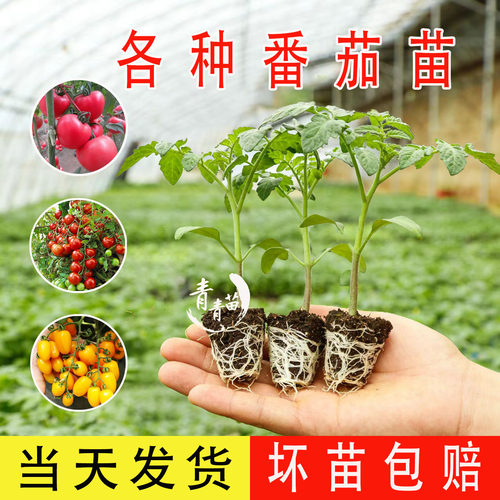 番茄苗秧苗西红柿圣女果苗蔬菜苗