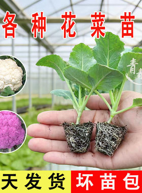 白花菜秧苗紫花菜牛心羽衣紫甘蓝大白菜莴笋莴苣包菜西兰花蔬菜苗