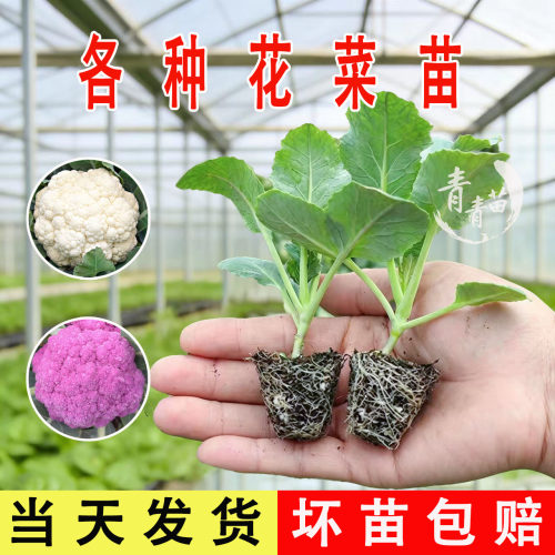 白花菜秧苗紫花菜牛心羽衣紫甘蓝大白菜莴笋莴苣包菜西兰花蔬菜苗