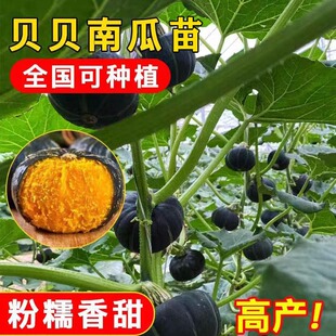贝贝南瓜秧苗丝瓜西葫芦冬瓜苦瓜四季豆角秋葵四季种子春季蔬菜苗