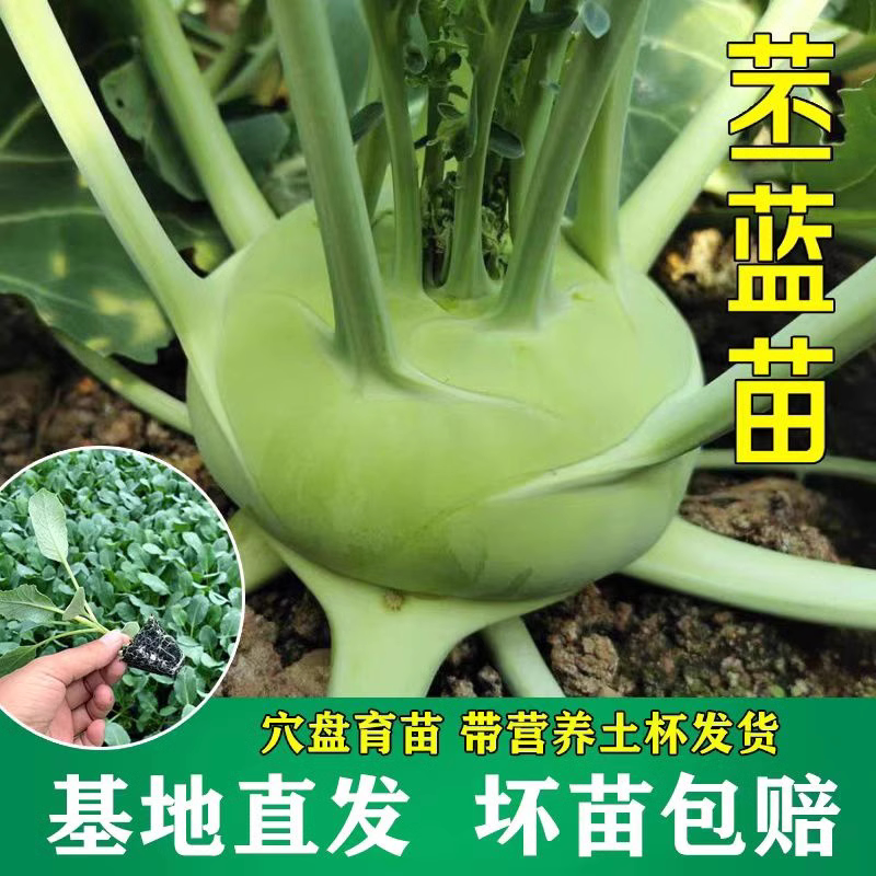 青苤蓝秧苗紫苤兰水果苤蓝鸡腿芥蓝羽衣甘蓝花菜辣疙瘩秋冬蔬菜苗