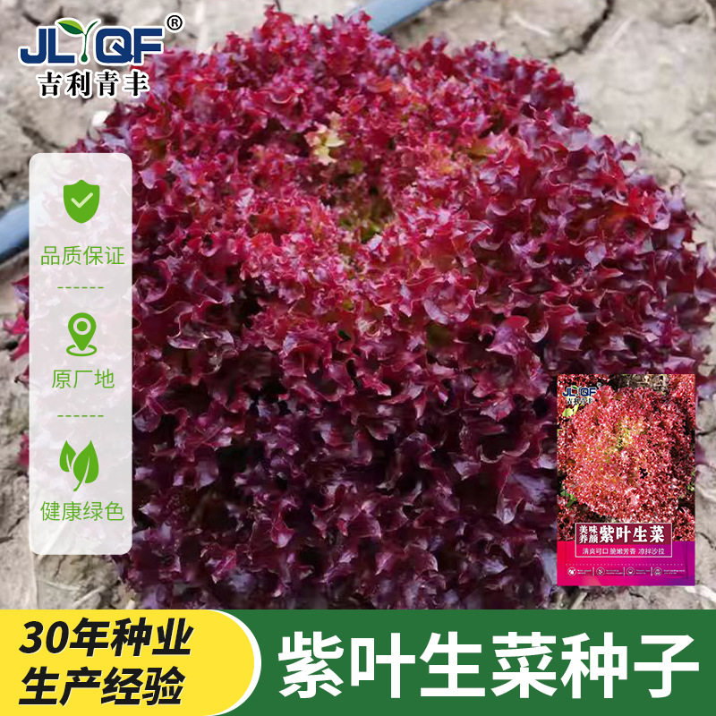 紫叶生菜种子大全四季奶油生菜种籽孑罗马农家春夏秋季菜籽种南方