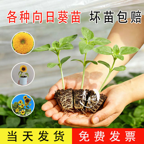 玩具熊向日葵高杆多头向日葵活苗