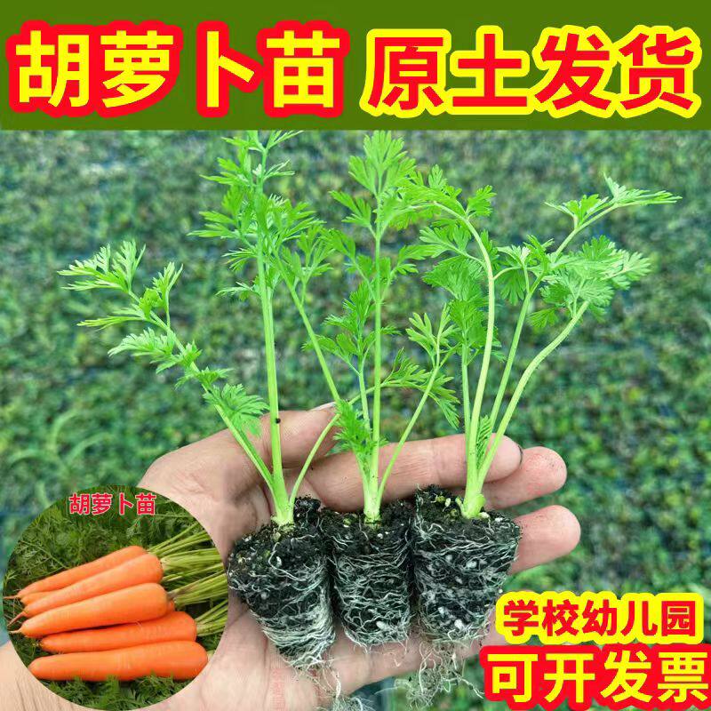 胡萝卜苗樱桃萝卜九斤萝卜包心芥菜孢子粉绿羽衣甘蓝苗盆栽蔬菜苗