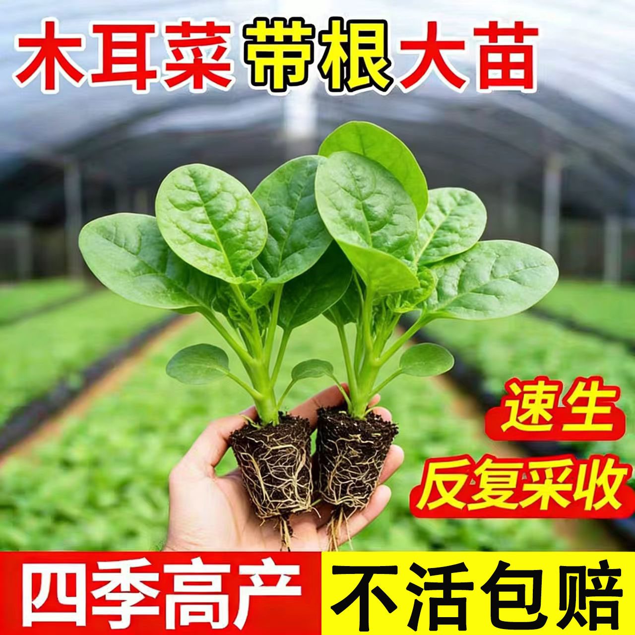 大叶木耳菜秧苗包花菜莴苣牛心孢子羽衣大白菜甘蓝莴苣爬藤蔬菜苗