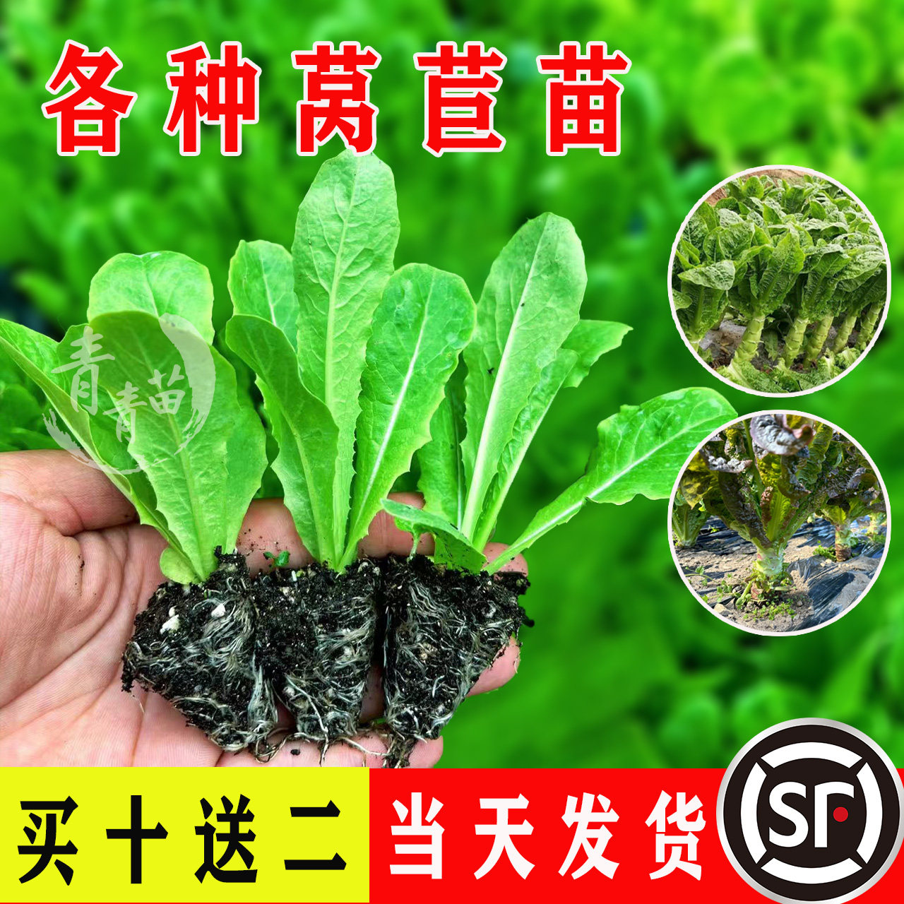 莴苣秧苗白花菜木耳大白菜蔬菜苗图片