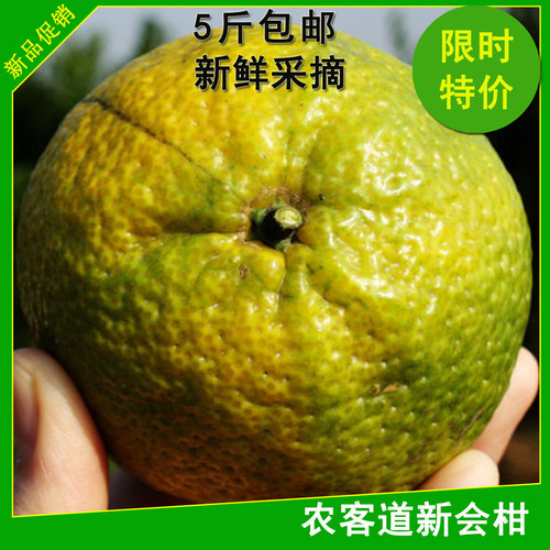 新鲜大红柑一屋陈现场采摘