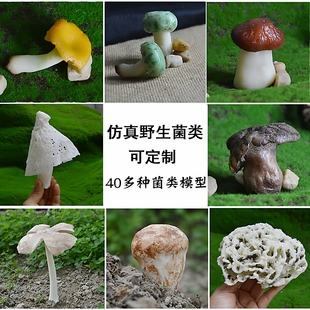 仿真云南野生蘑菇模型野生菌姬松茸假蘑菇羊肚菌猴头菇摆件可定制