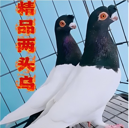 精品观赏鸽纯种青年一对