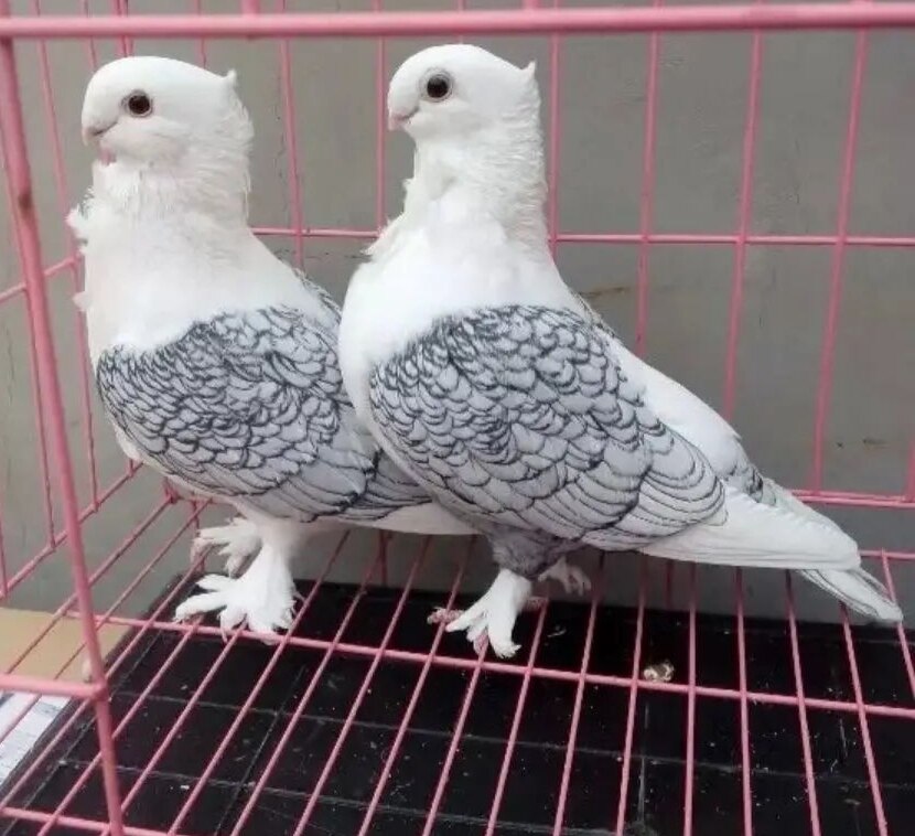 精品黑细花淑女种鸽一对鸟