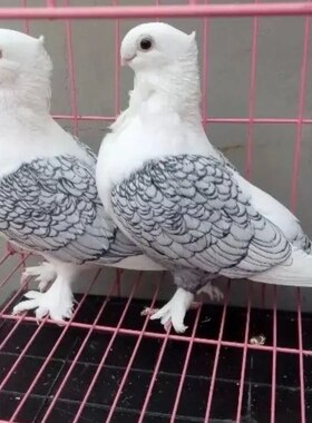 精品黑细花淑女种鸽一对
