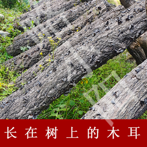 秦岭略阳木耳干木耳黑木耳精选秋木耳干货500g