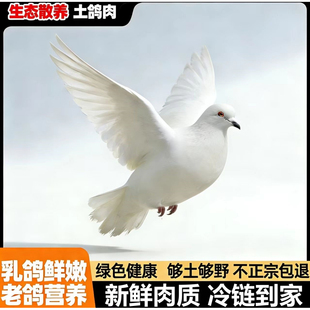 【山林生态放养】土鸽子3只乳鸽新鲜现杀生鲜鸽子煲汤有5年老鸽子