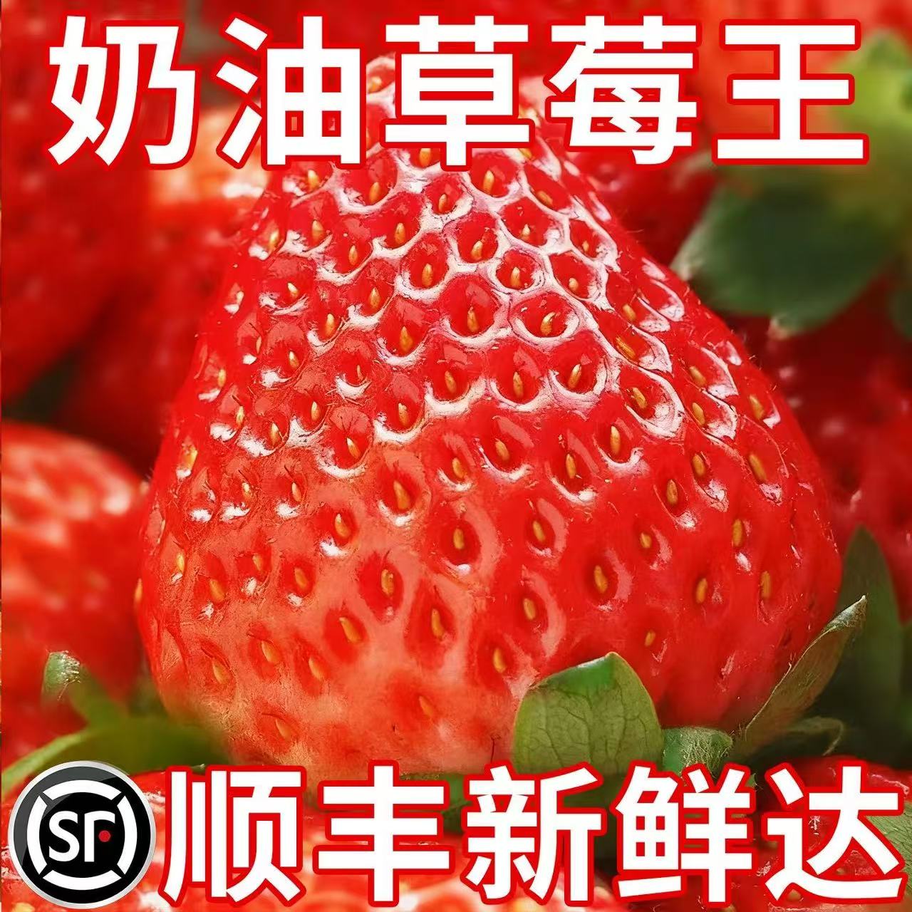 顺丰包邮新鲜正宗丹东草莓99红颜奶茶奶油商用冰糖葫芦丹东99草莓