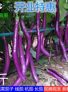 农家自种新鲜茄子现摘现发新鲜蔬菜杭茄线茄子长茄细茄紫茄包邮