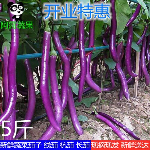 农家自种新鲜茄子现摘现发新鲜蔬菜杭茄线茄子长茄细茄紫茄包邮