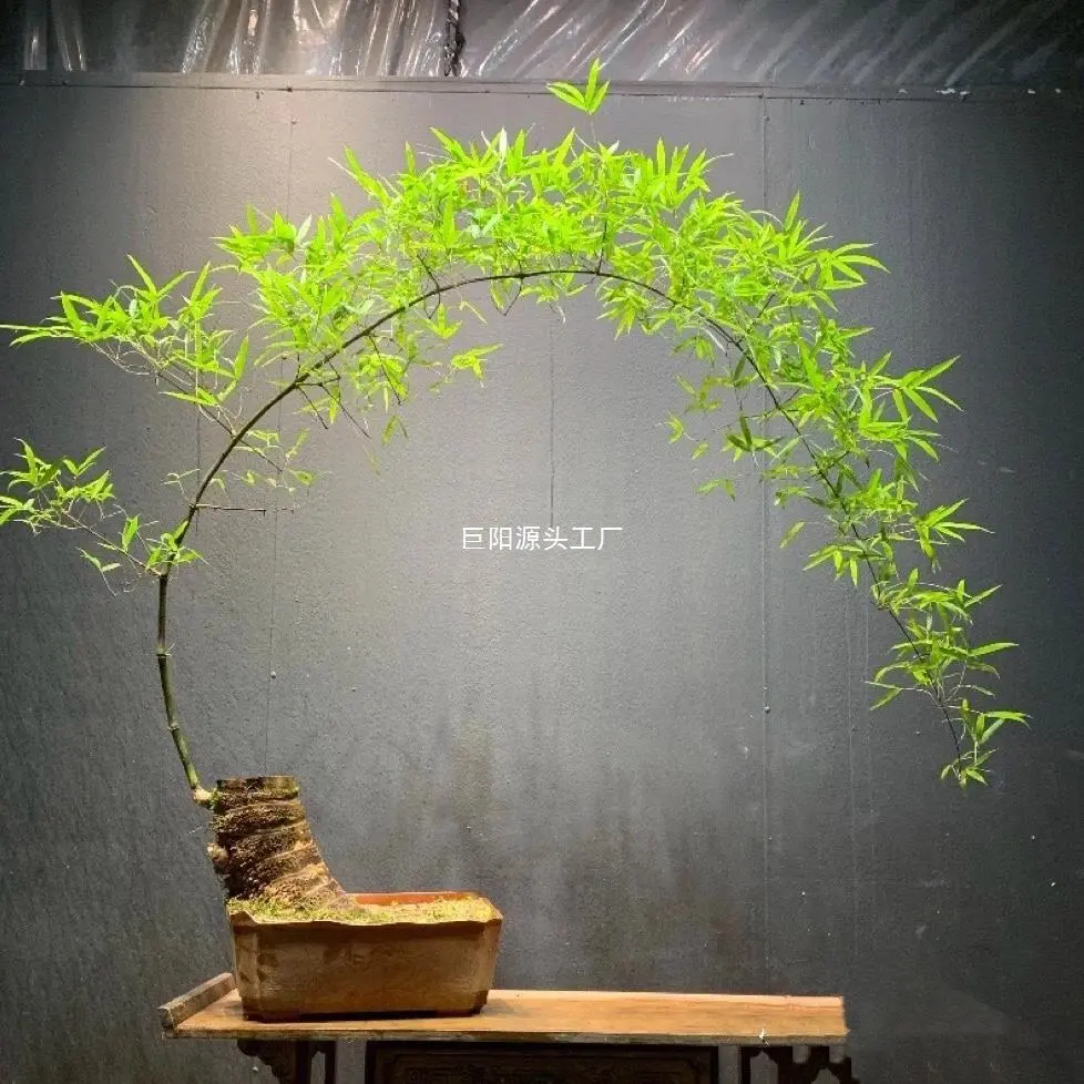 小叶簕竹室内办公室桌面绿植花卉易活好养客厅懒人小盆栽上档次