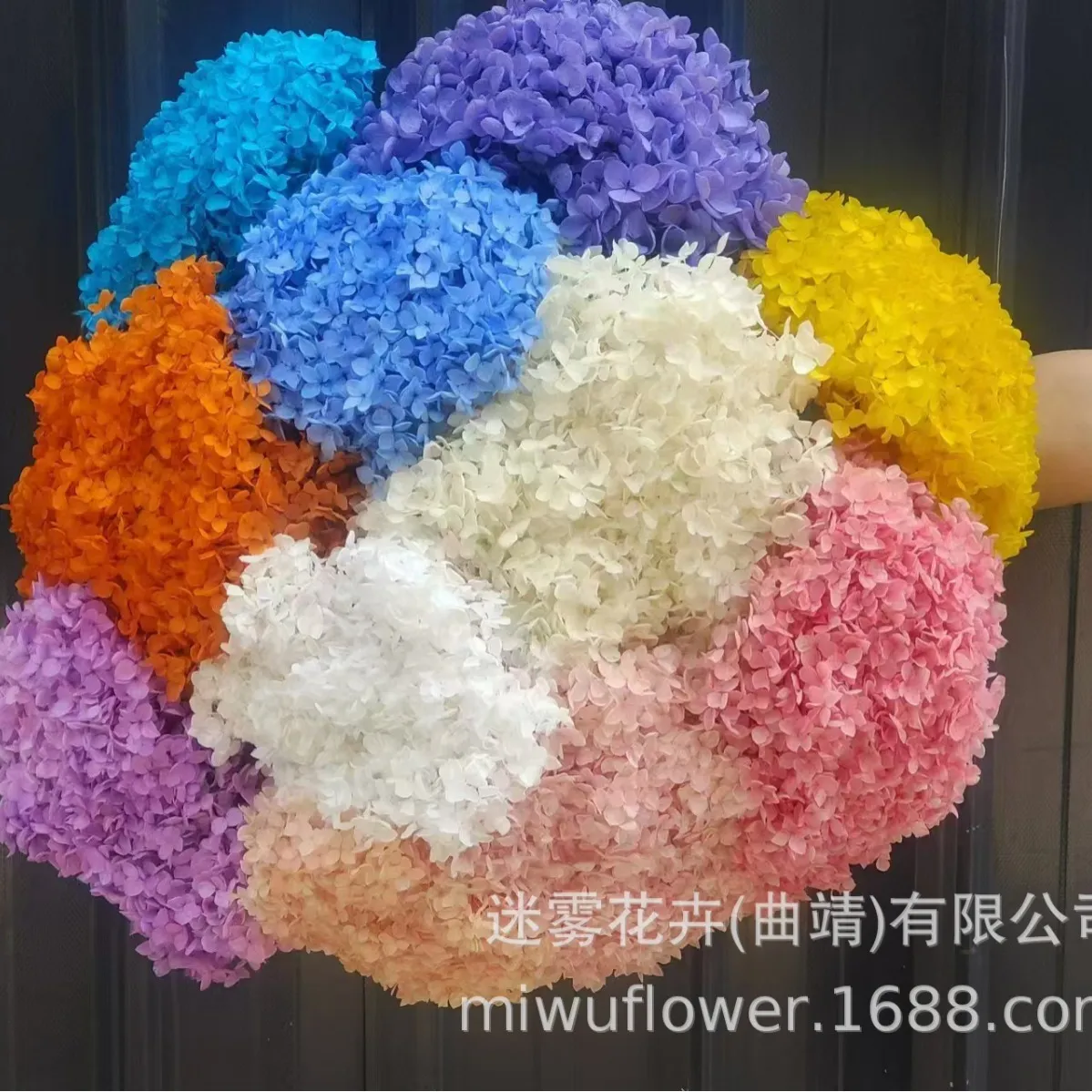 10绣球花永生花小叶安娜绣球AB级干花真花道具配花婚礼花束10