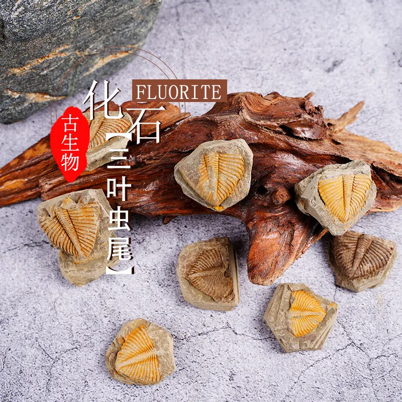 天然古生物化石昆虫标本三叶虫尾摆件考古原石水晶恐龙石头菊石